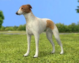 Greyhound Low Poly Modèle 3D