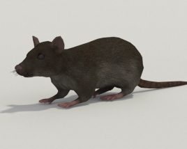 Rat Grey Low Poly Modèle 3D