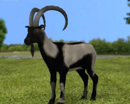 Wild Goat Low Poly Modèle 3D