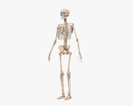 Скелет человека (Мужской) 3D модель
