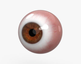 Глаз человека 3D модель