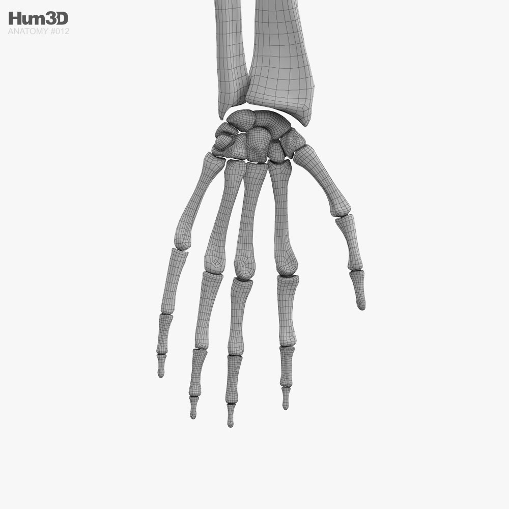 Stapes - ear bone - 3D model by robotron (@robotron) [69dfcce]