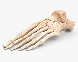 Ossos do pé humano Modelo 3d