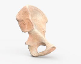 Тазовая кость 3D модель