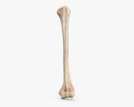 Плечевая кость 3D модель