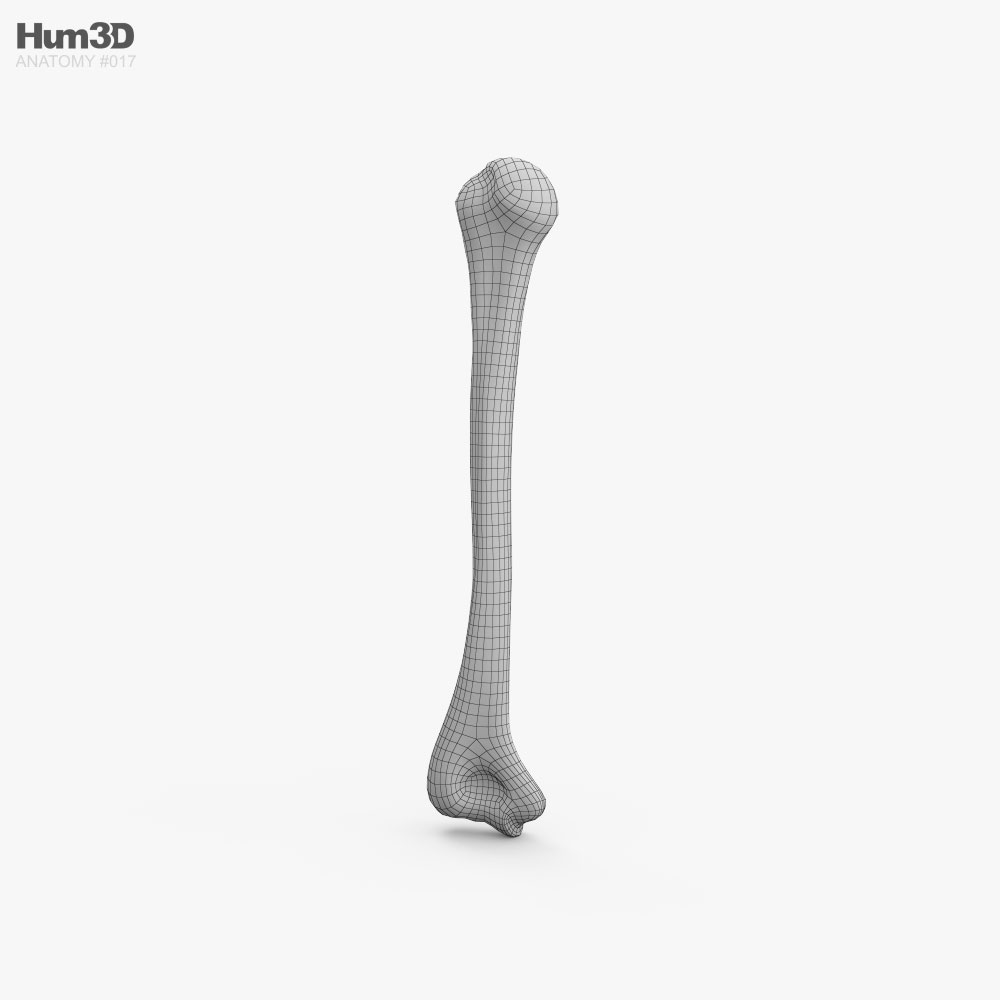 Humerus bone 3D model