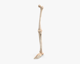 Os de la jambe humaine Modèle 3D