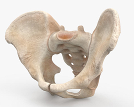 骨盆 3D模型