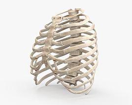 Brustkorb 3D-Modell