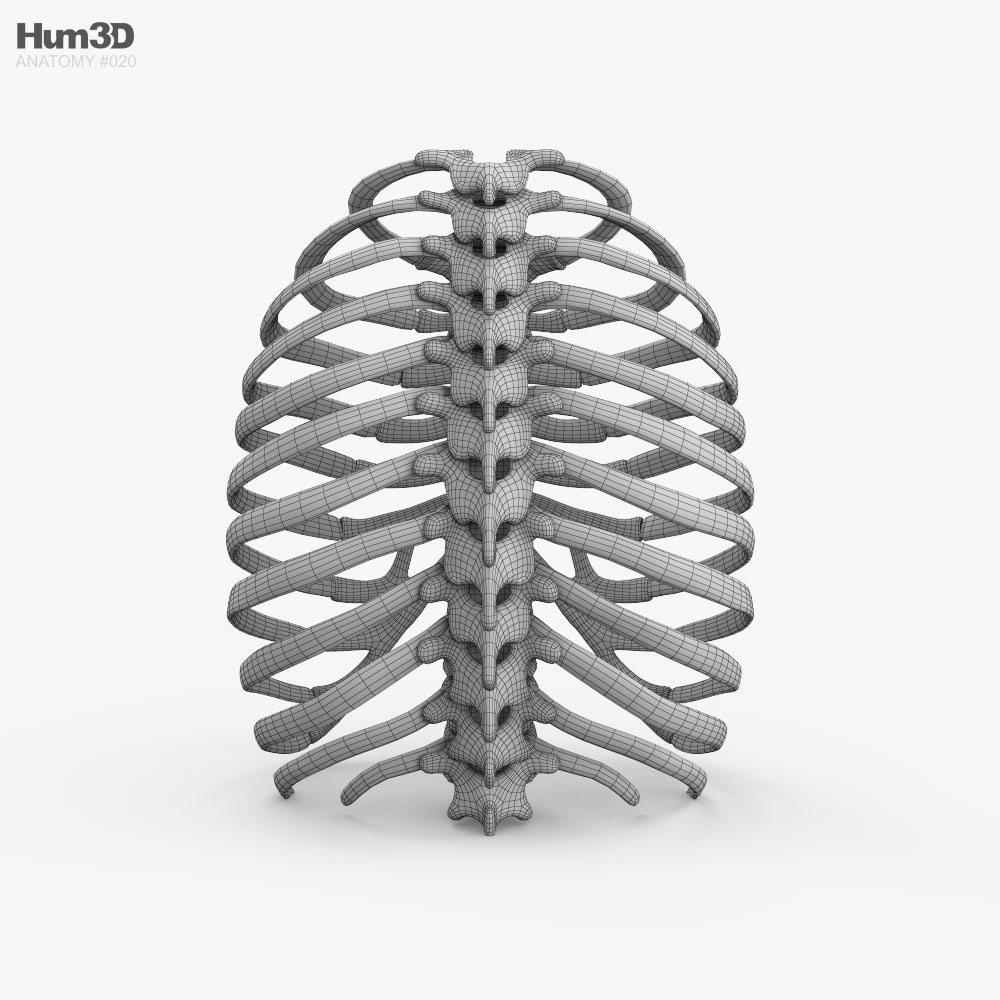 Anatomy human rib cage - Buy Royalty Free 3D model by FM 3D Models  (@FM-3DModels) [0f1aa77]