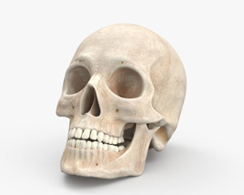 頭蓋骨 3Dモデル