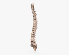 人体脊柱 3D模型