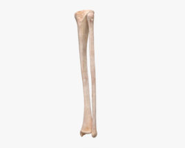 Большеберцовая и малоберцовая кость 3D модель