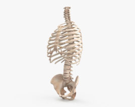 Menschliches Torso-Skelett 3D-Modell
