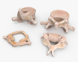 人类椎骨 3D模型