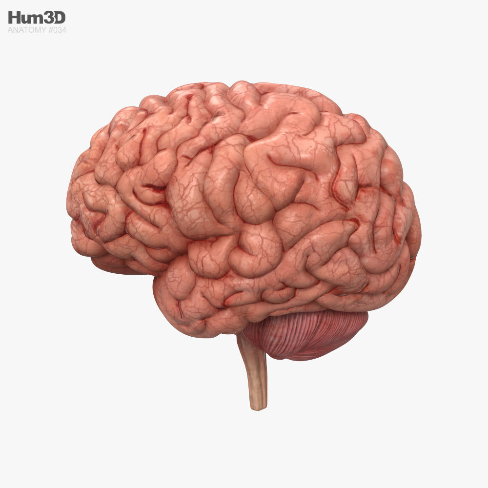 Строение головного мозга (МРТ) ‒ атлас анатомии человека в срезах