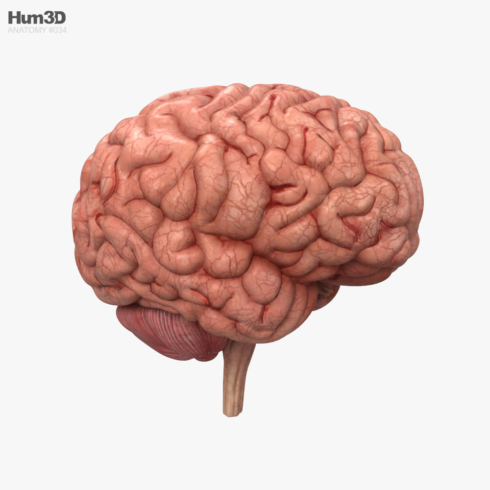 人間の脳 3Dモデル - ダウンロード アナトミー on 3DModels.org