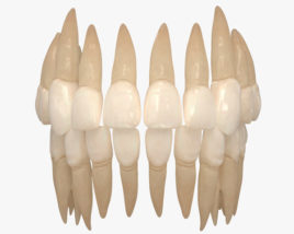 Menschliche Zähne 3D-Modell