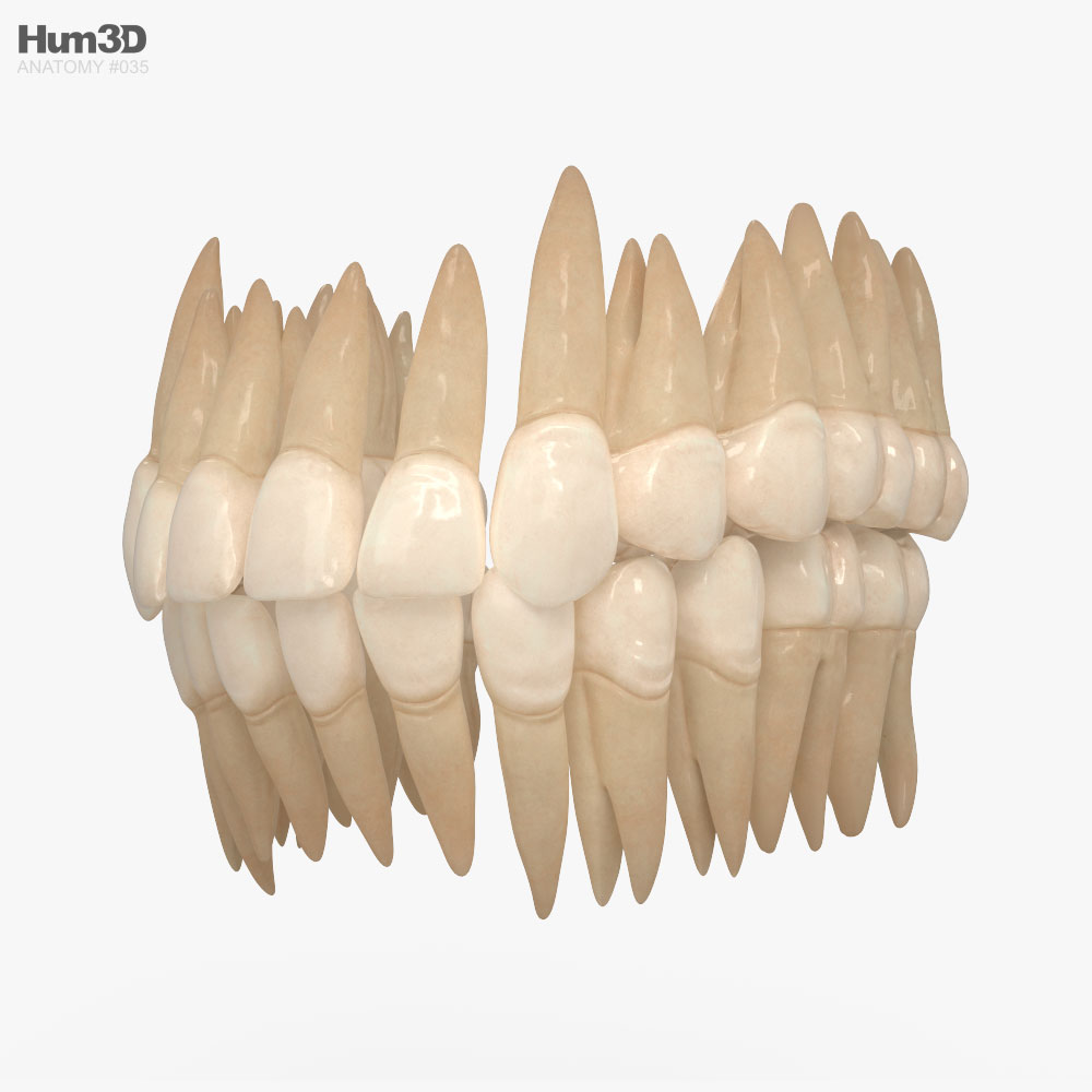 Коллекция нижних зубов человека 3D модель