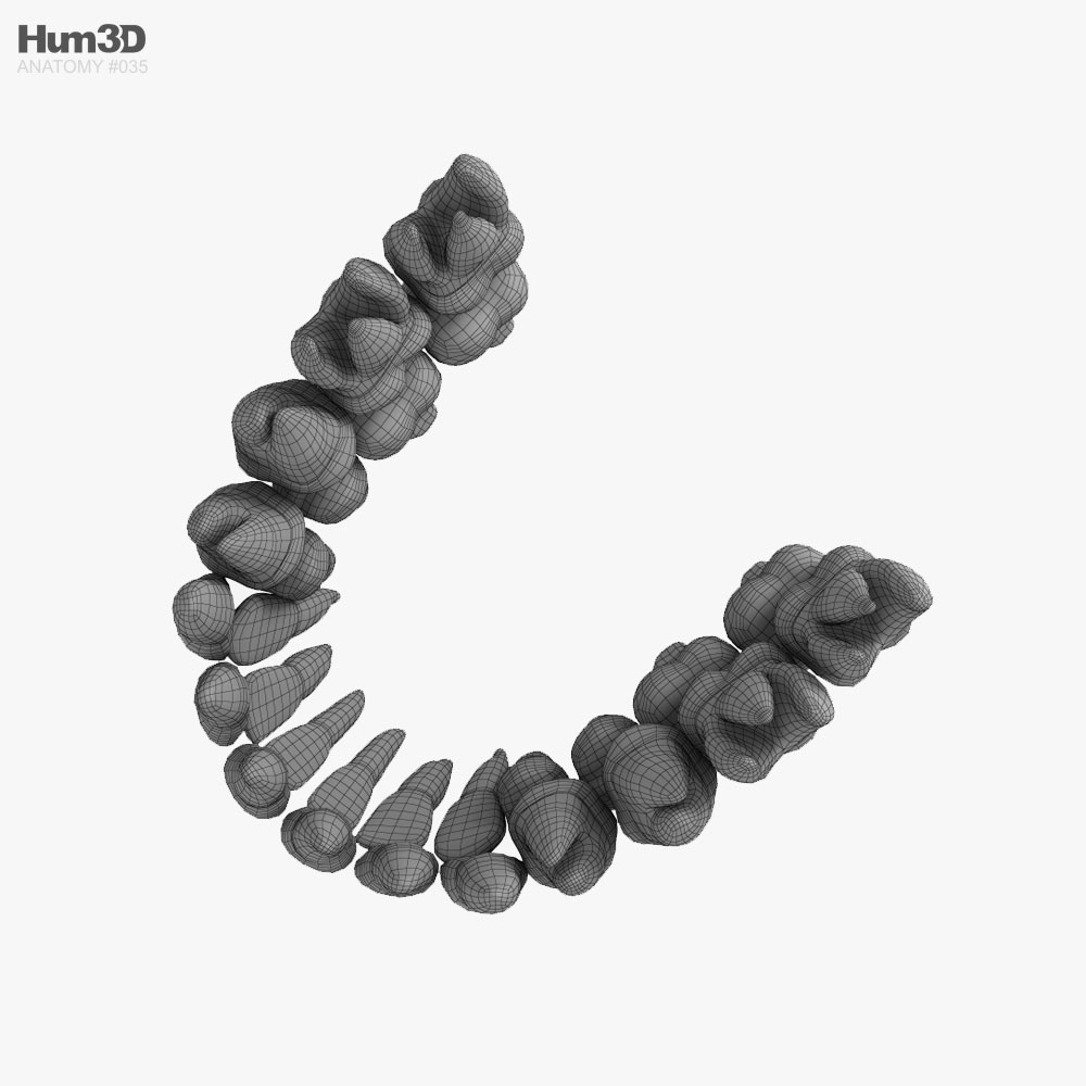 Dents humaines Modèle 3D - Télécharger Anatomie humaine on
