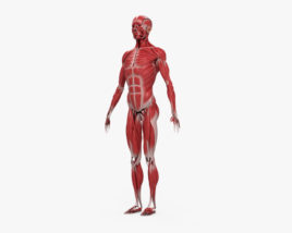 人間の筋肉系 3Dモデル