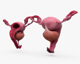 Женская репродуктивная система 3D модель