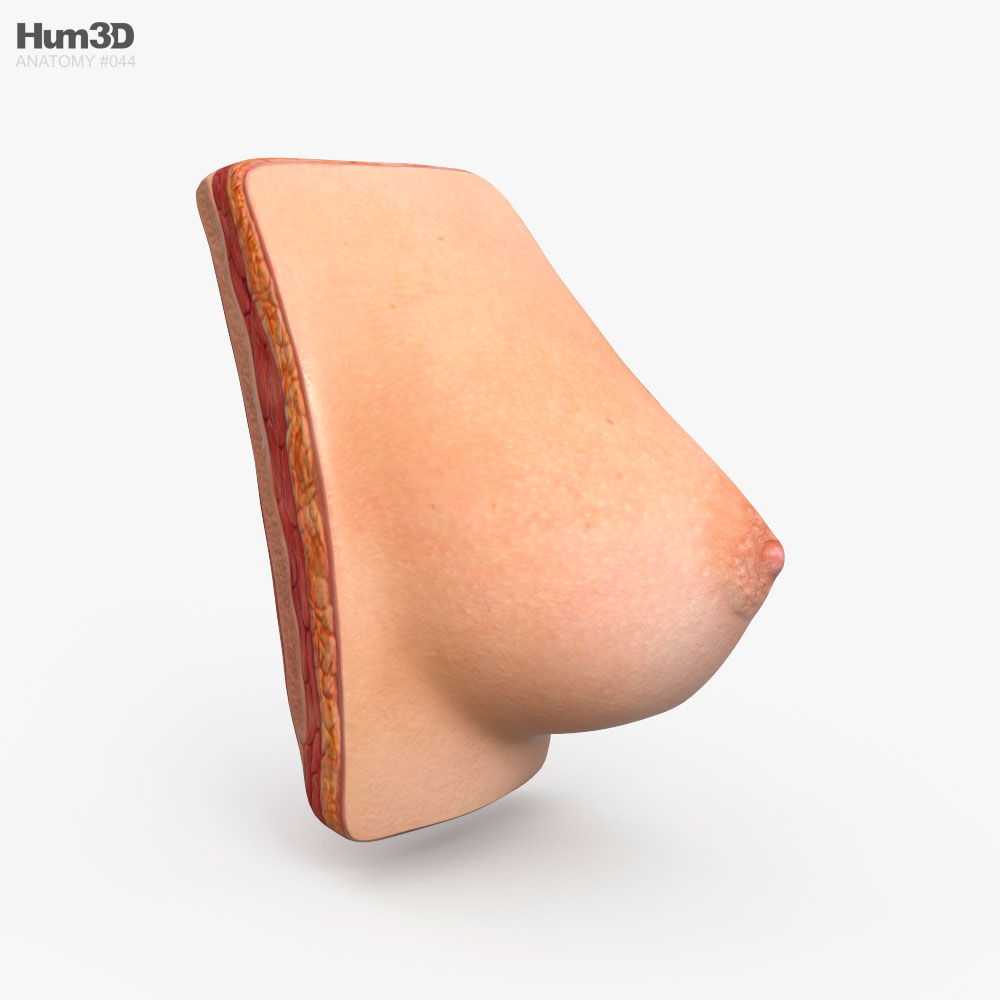 Female Breast Anatomy 3D model