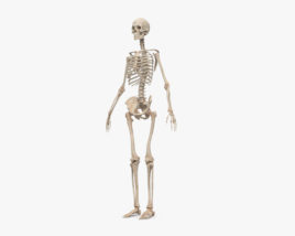 Скелет человека (Женский) 3D модель