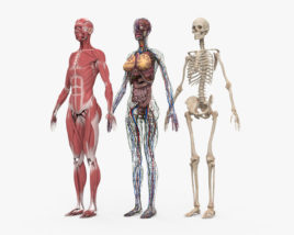 Полная анатомия человека (Женская) 3D модель