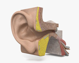 Oído humano Modelo 3D