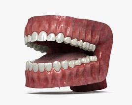 Рот человека 3D модель