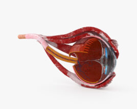 Человеческий глаз в разрезе 3D модель
