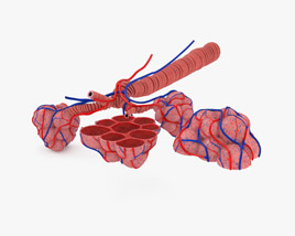 Alveoli 3D model