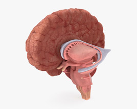 Human Brain Cross Section Modello 3D
