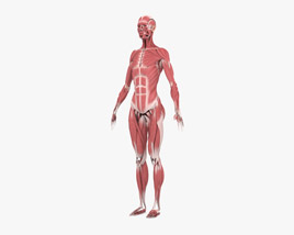 Sistema muscolare femminile Modello 3D