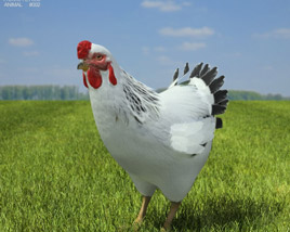 Chicken (hen) Low Poly Modèle 3D