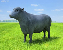 Angus Bull Low Poly 3D 모델 