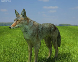 Coyote Low Poly 3D 모델 