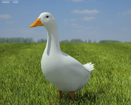 Pekin Duck Low Poly 3D模型