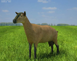 Alpine Goat Low Poly Modèle 3D