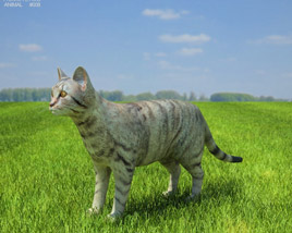 Cat Low Poly 3D 모델 