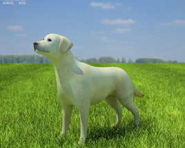 Labrador Retriever Low Poly Modèle 3D
