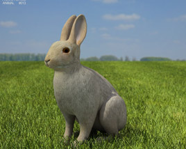 Common Rabbit Low Poly Modelo 3d