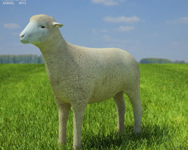 Sheep Low Poly 3D 모델 