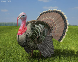Turkey Low Poly 3D-Modell