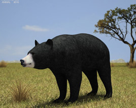 American Black Bear Low Poly Modelo 3d