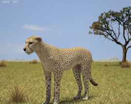 Cheetah Low Poly 3D-Modell