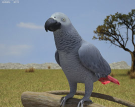 African Grey Parrot Low Poly Modello 3D