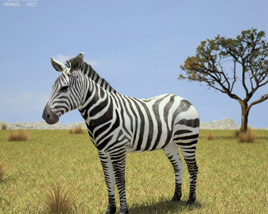 Zebra Low Poly 3D-Modell