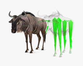 Wildebeest Low Poly Rigged 3D-Modell